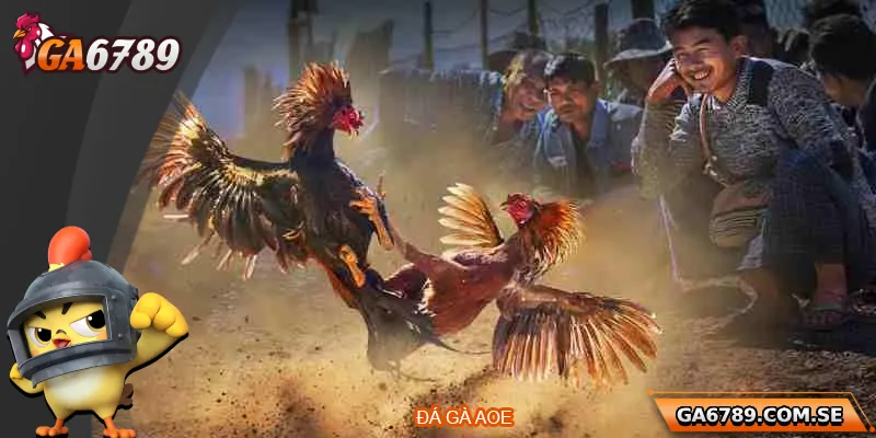 Đá Gà AOE – Sân Chơi Đỉnh Cao Dành Cho Người Đam Mê 1 Đá Gà AOE – Sân Chơi Đỉnh Cao Dành Cho Người Đam Mê