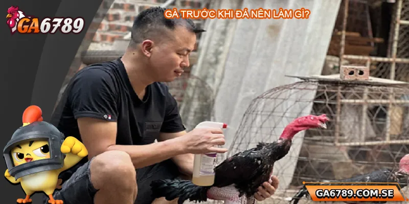 Gà Trước Khi Đá Nên Làm Gì Để Đá Sung Và Chiến Thắng? 5 Gà Trước Khi Đá Nên Làm Gì Để Đá Sung Và Chiến Thắng?