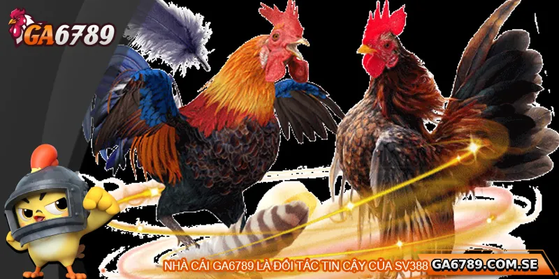 Đá Gà SV388 – Trường Gà Trực Tuyến Đáng Trải Nghiệm Nhất 3 Giới thiệu Ga 6789 - Đối tác cá cược của SV388