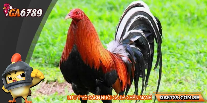 Cách Nuôi Gà Đá Chân Mạnh Chuẩn Để Chiến Thắng Mọi Trận Đấu 3 Lưu ý khi nuôi gà đá chân mạnh