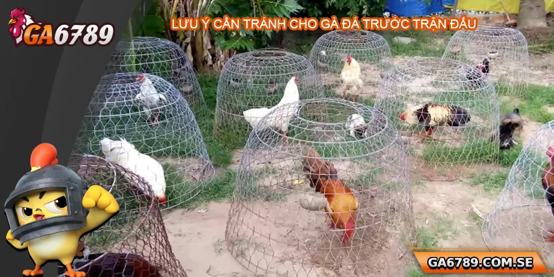 Gà Trước Khi Đá Nên Làm Gì Để Đá Sung Và Chiến Thắng? 3 Lưu ý những điều cần tránh cho gà trước giờ thi đấu