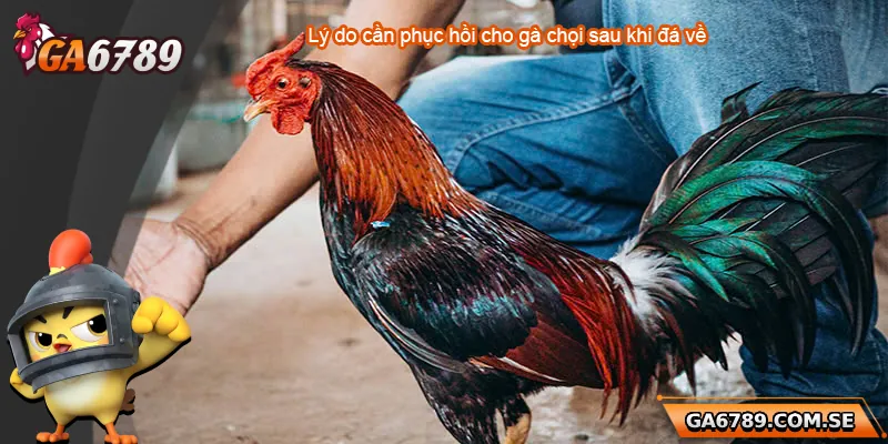 Hướng Dẫn Cách Phục Hồi Gà Chọi Sau Khi Đá Về Hiệu Quả Nhất 1 Lý do cần phục hồi gà chọi sau khi đá về