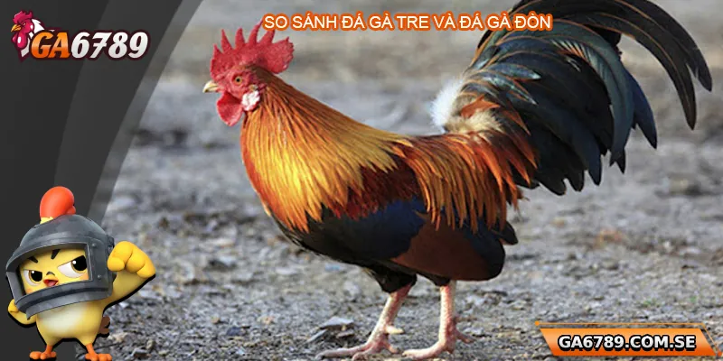 Trực Tiếp Đá Gà Tre - Trải Nghiệm Chất Lượng Tại Ga6789 3 So sánh đá gà tre và trực tiếp đá gà đòn