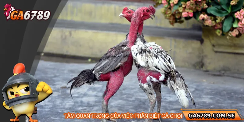 Cách Phân Biệt Gà Chọi Chuẩn Để Chọn Được Chiến Kê Tốt Nhất 1 Tầm quan trọng của việc phân biệt gà chọi
