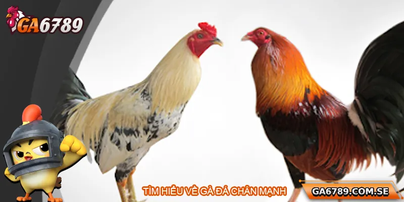 Cách Nuôi Gà Đá Chân Mạnh Chuẩn Để Chiến Thắng Mọi Trận Đấu 1 Tìm hiểu về gà đá chân mạnh