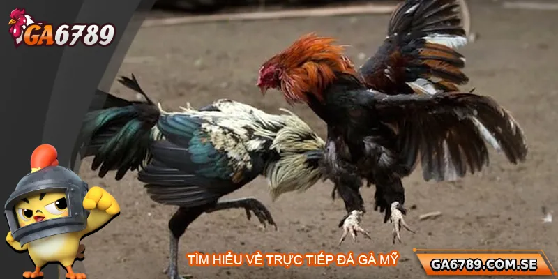 Trực Tiếp Đá Gà Mỹ – Đỉnh Cao Giải Trí Tại Ga6789 1 Tìm hiểu về trực tiếp đá gà Mỹ