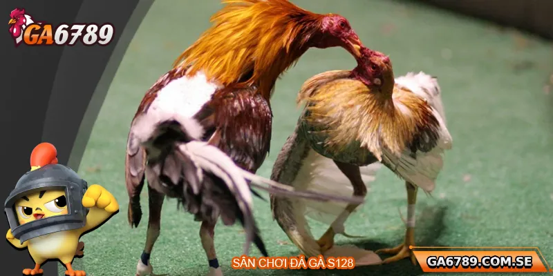 Đá Gà S128 – Đỉnh Cao Cá Cược Gà Chọi Trực Tuyến 1 Tổng quan về sân chơi đá gà S128